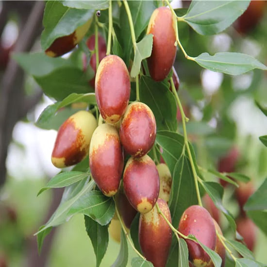 Jujube - Tiger Tooth Large ( Bare Root )
