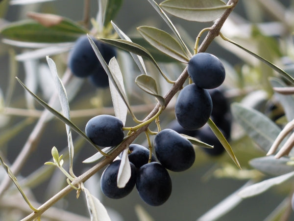 Olive - California Queen 90mm