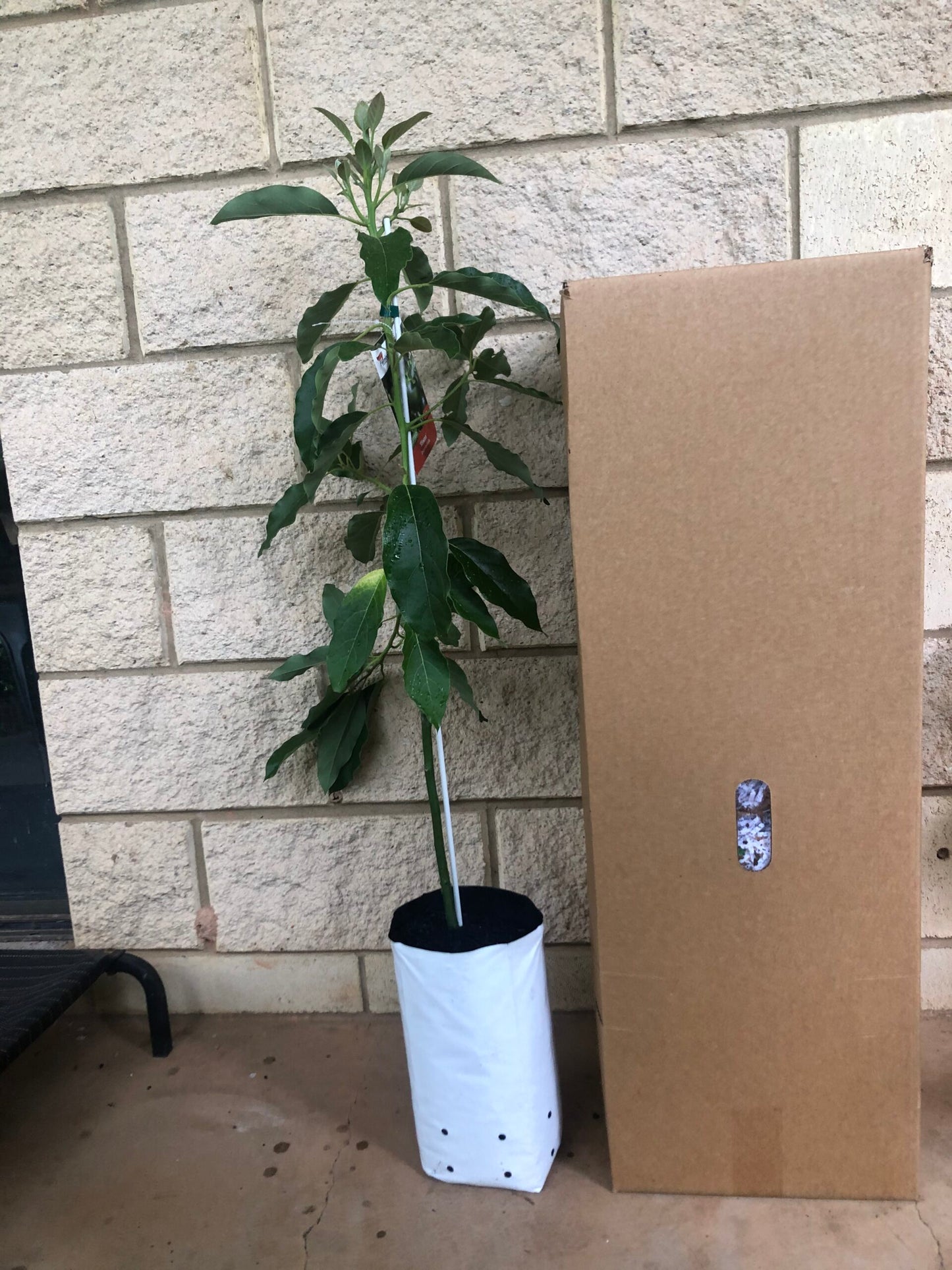 Avocado-DWARF Lamb Hass (A Type) 5l