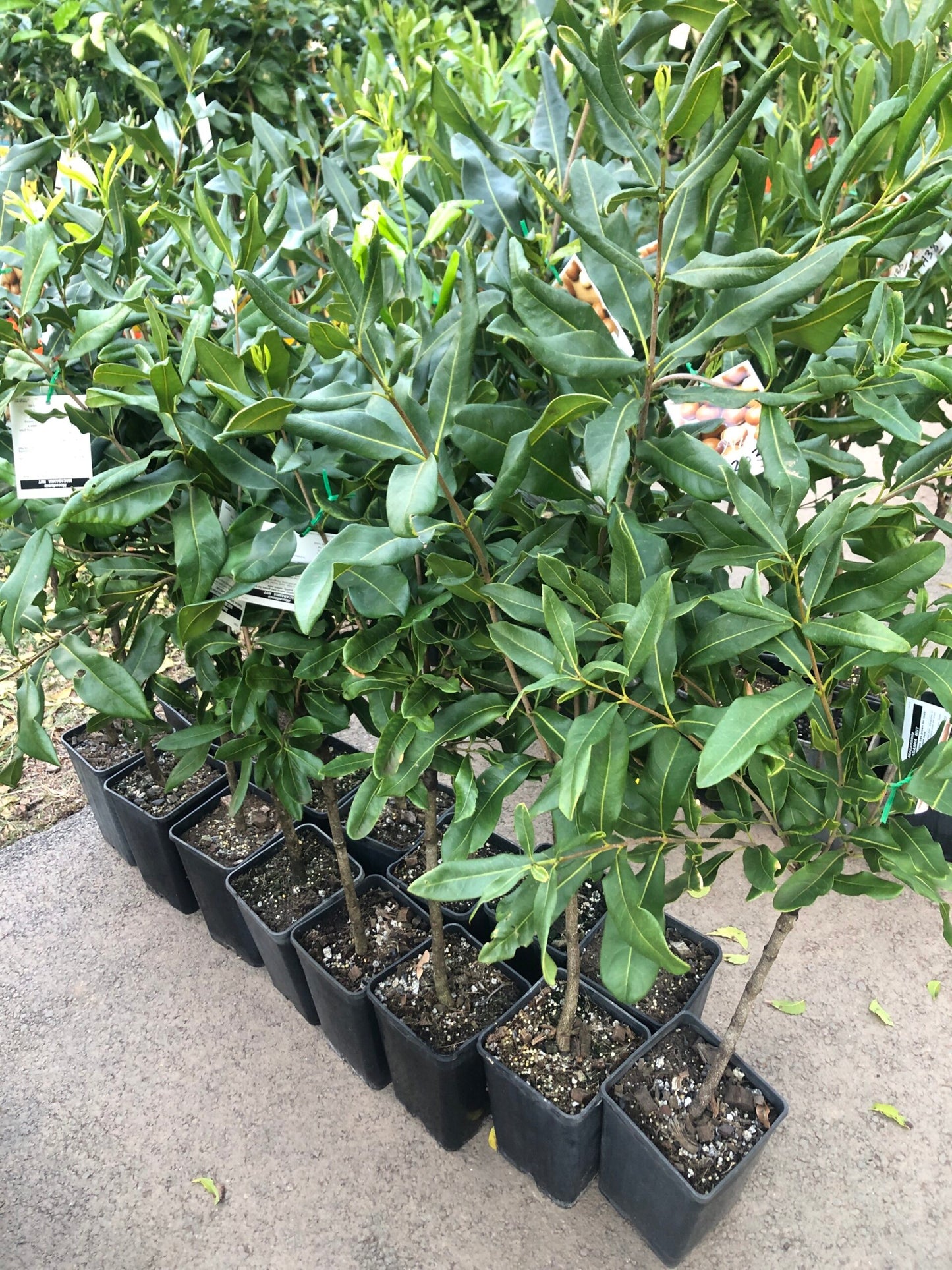 Macadamia - Grafted A203
