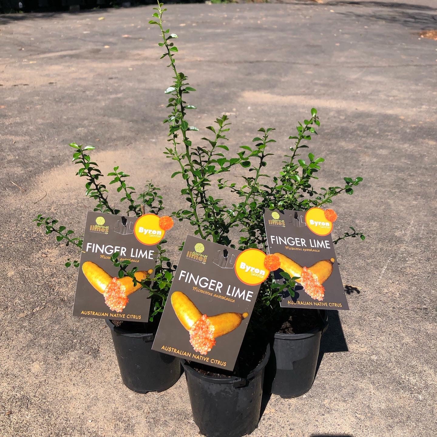 Finger lime - Byron Sunrise 140mm (Qld only)