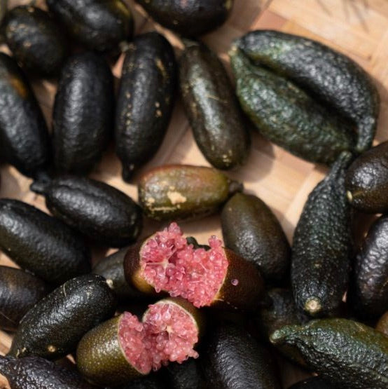 Finger lime Tom Thumb QLD ONLY