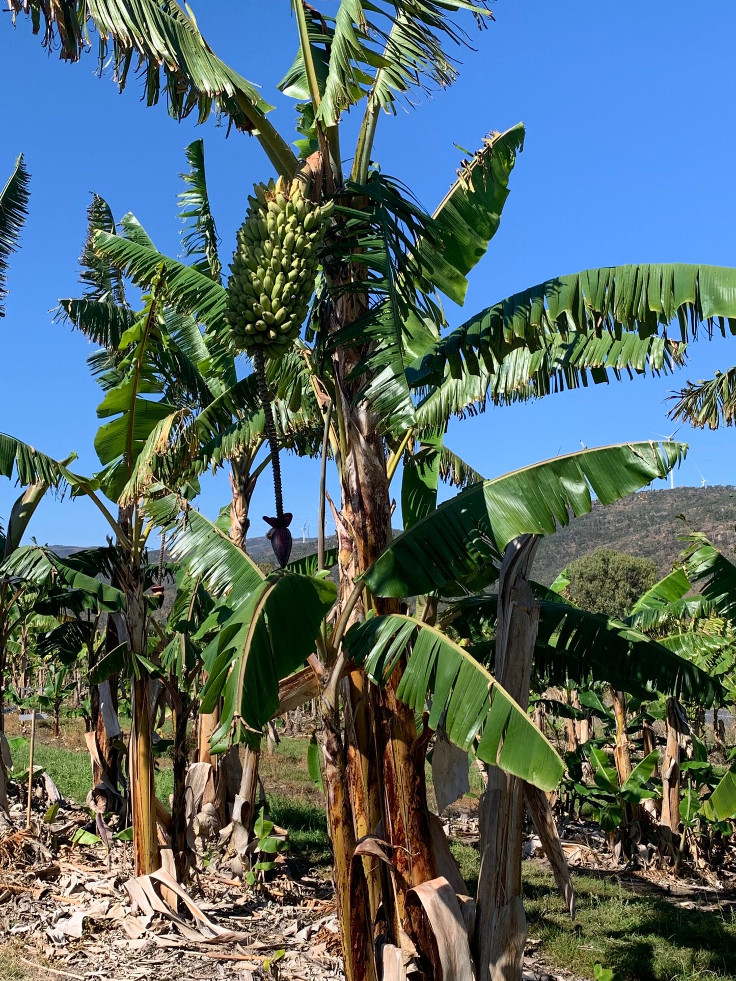 Banana- Plantain - French (QLD ONLY) Tubestock