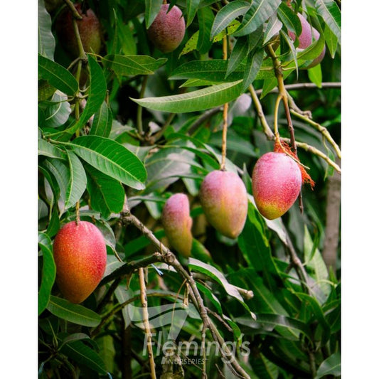 Dwarf Mango - Alison Red 5l