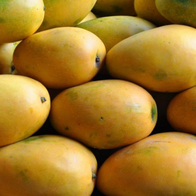 Mango Banganapalli