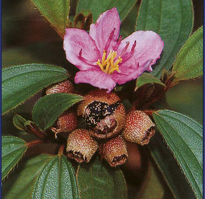 Blue Tongue (Melastoma Affine)