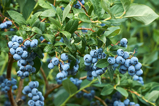 Blueberry Misty 90mm