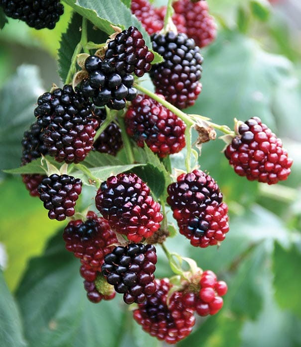 Boysenberry 90mm