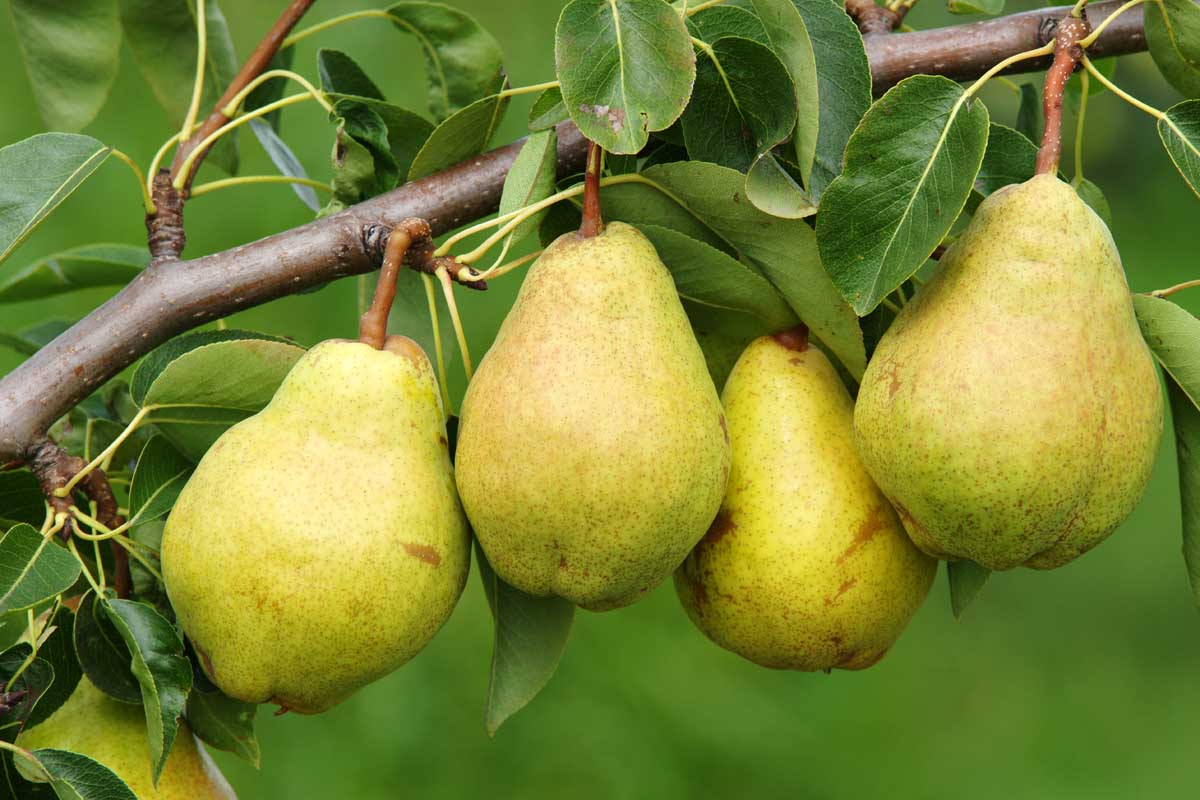 Pear - Nashi China 90mm
