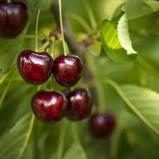 Cherry Royal Crimson ( Bare Root Potted )