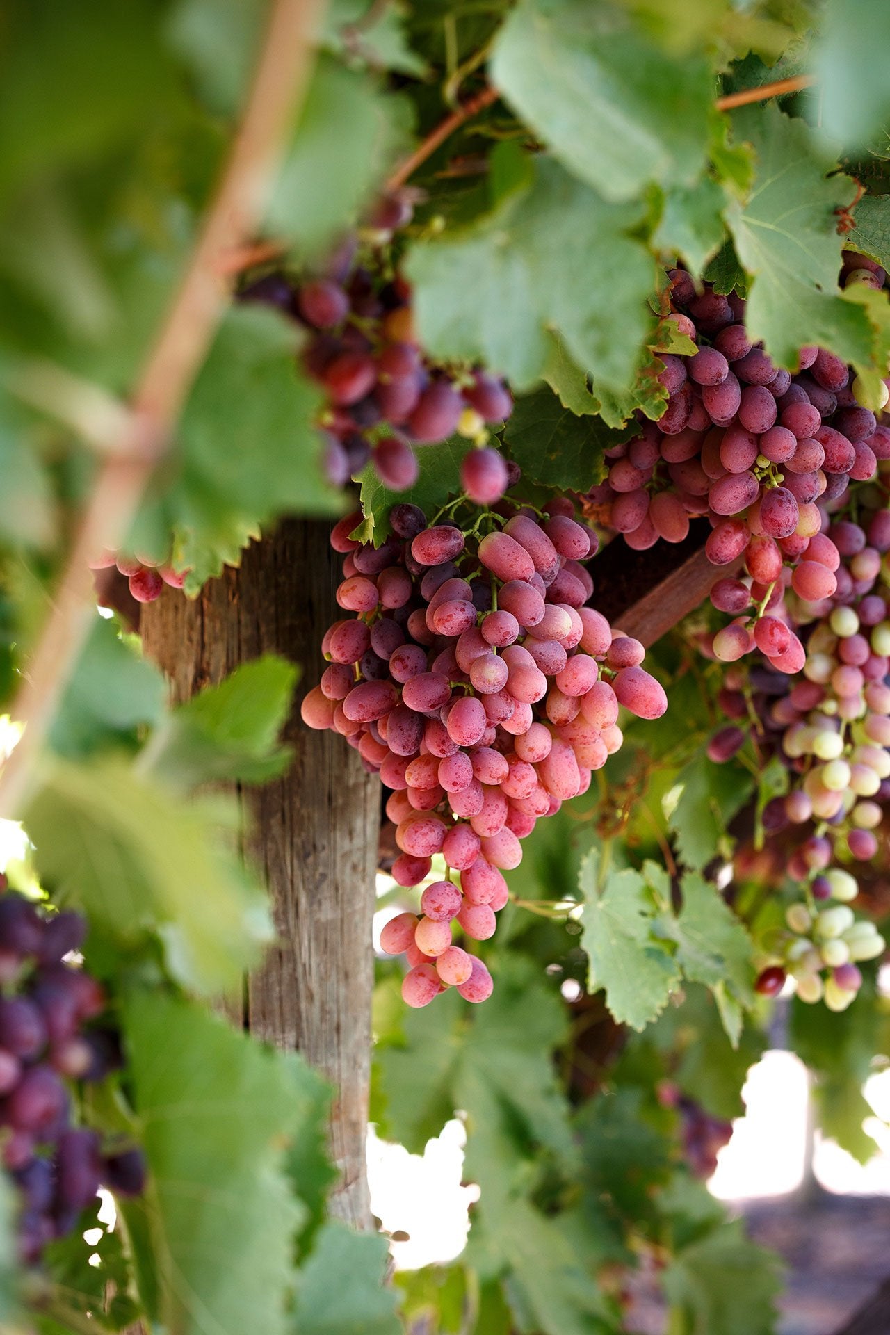 Grape Crimson Seedless QLD ONLY (BARE ROOT)