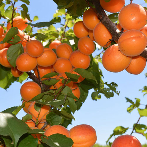 Apricot - Divinity dwarf