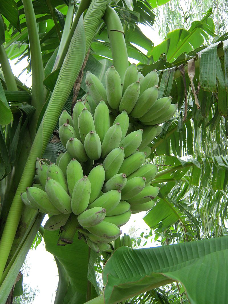 Banana Ducasse 90mm (QLD ONLY)