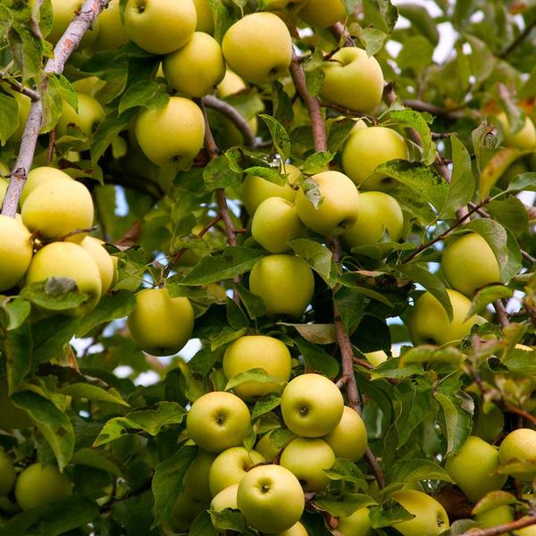 Apple - Golden Dorsett Dwarf 90mm