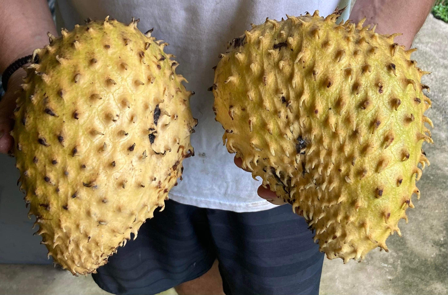 Soursop Golden - 140mm