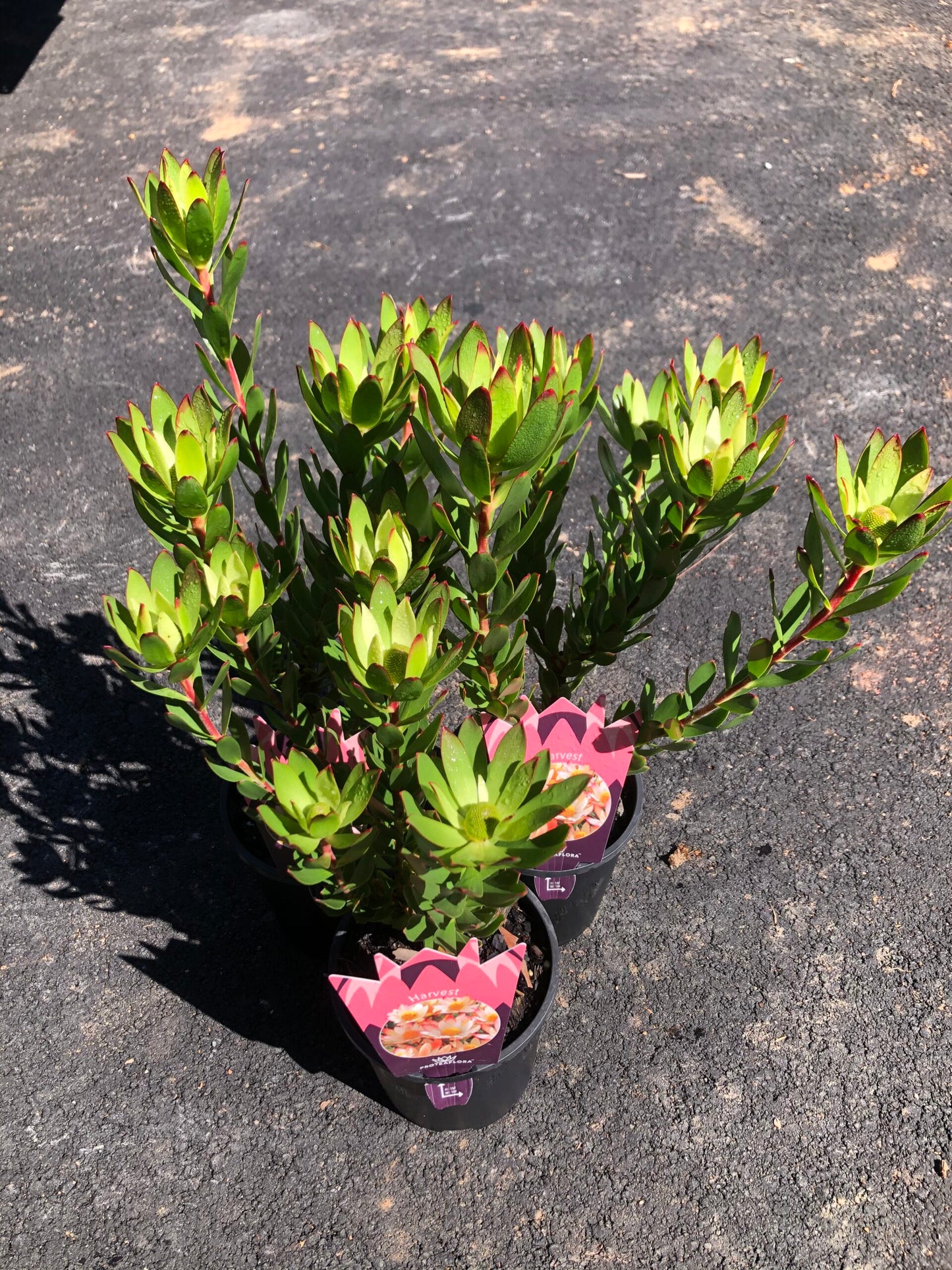 Leucadendron - Harvest