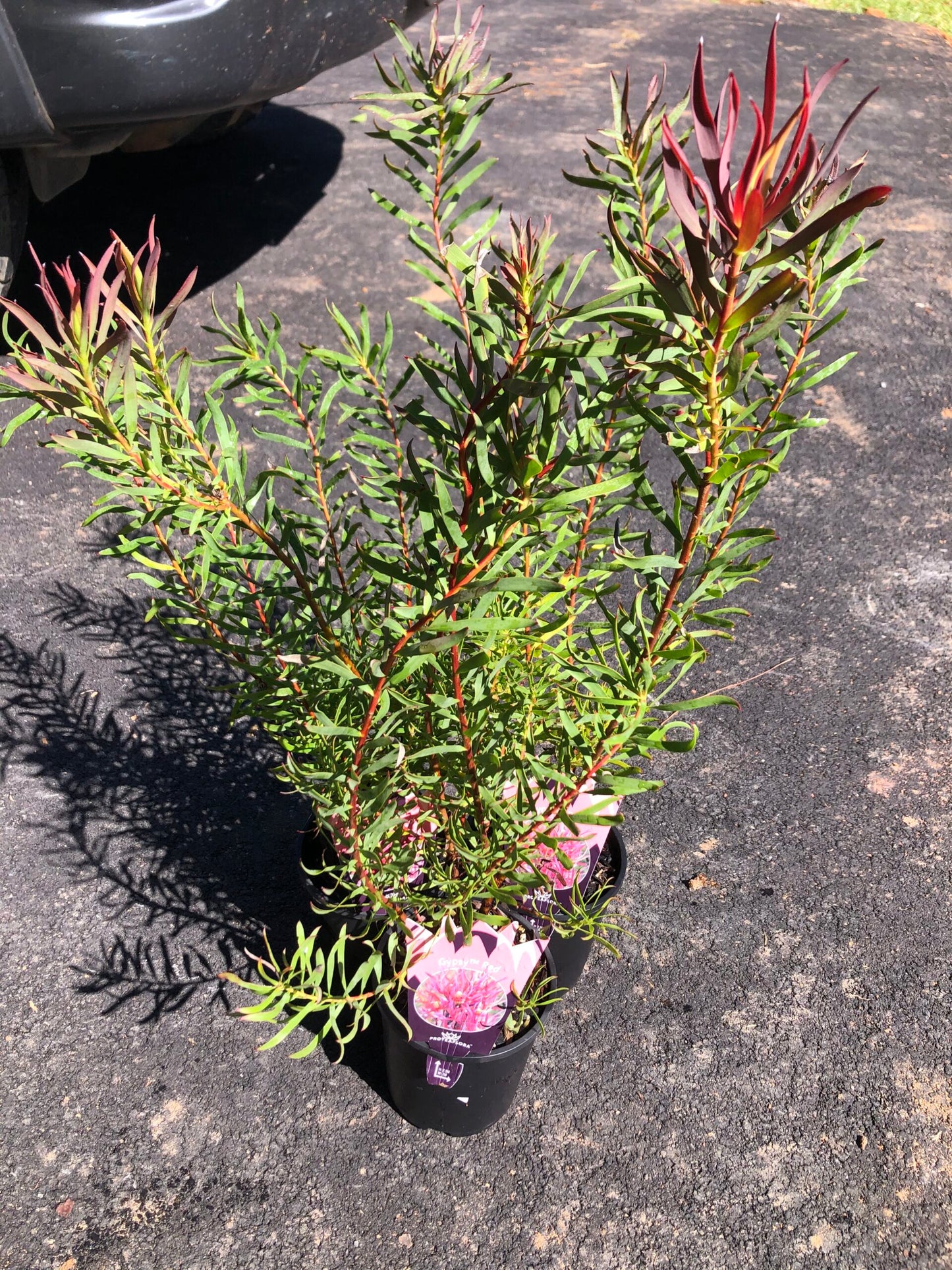Leucadendron - Gypsy Red