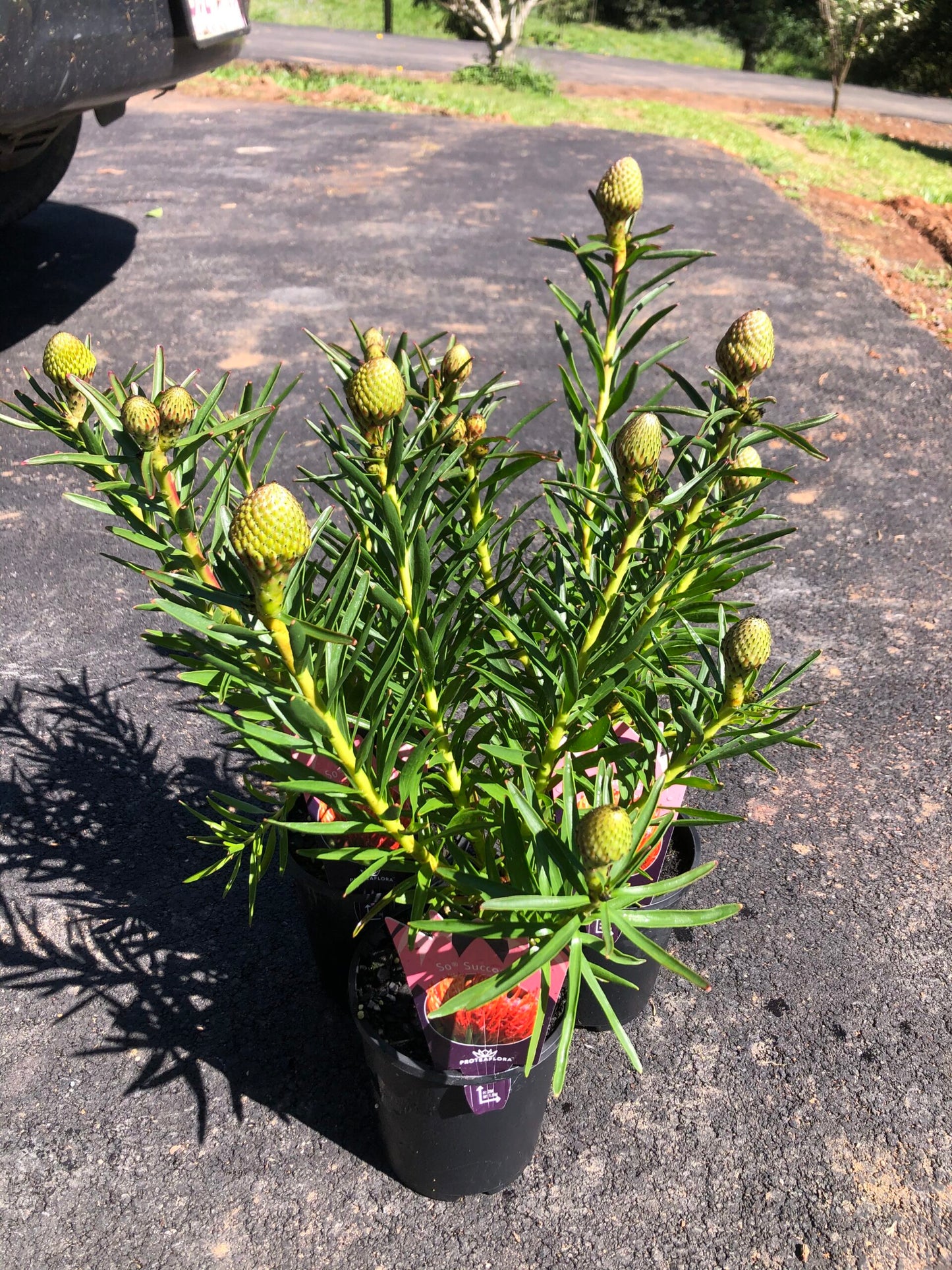 Leucospermum - So Succesful