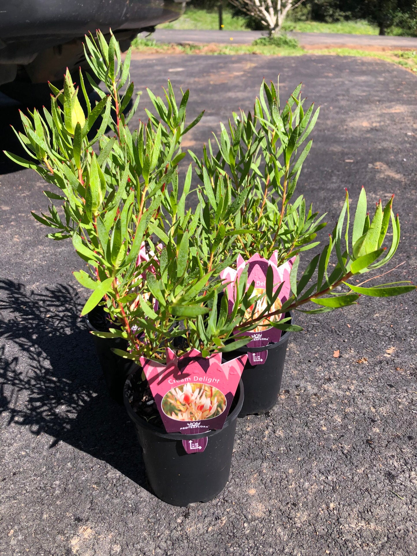 Leucadendron - Cream Delight