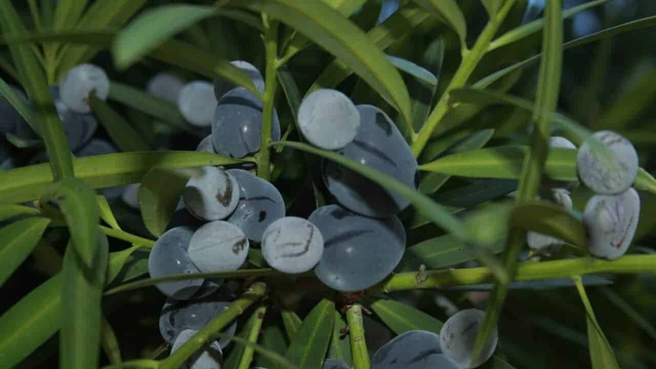 Plum Pine