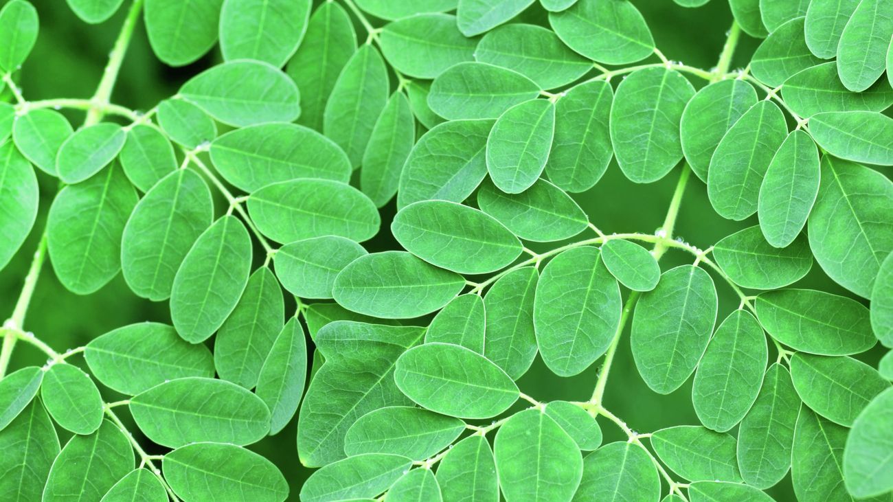 Moringa - Horseradish tree