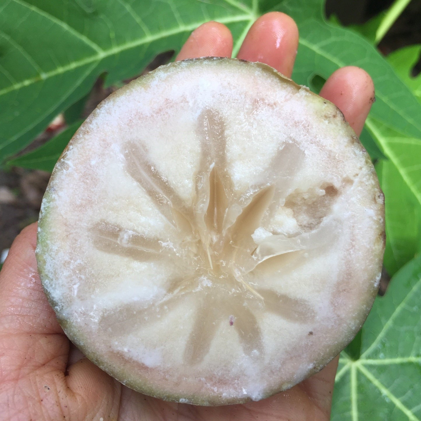 Star apple -Green
