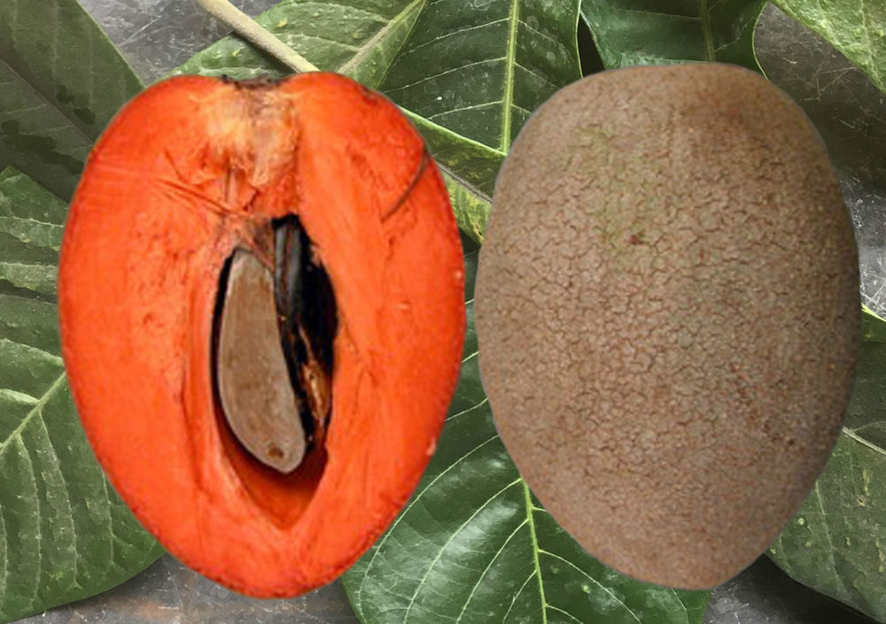 Mamey Sapote - Pantin / Key West