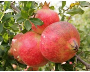 Pomegranate Gayusha Rosavaya 140mm