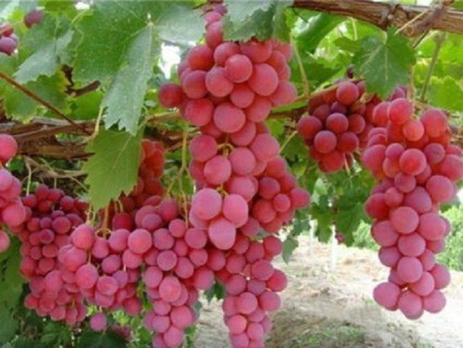 Grape Red Globe QLD ONLY (BARE ROOT)