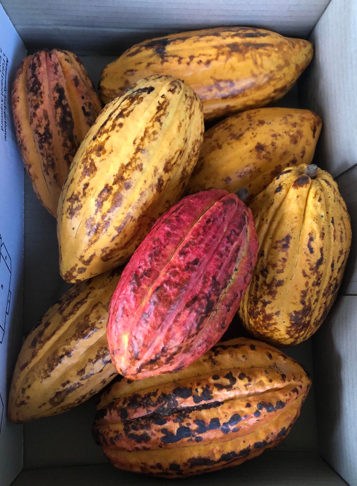 Cacao SG2