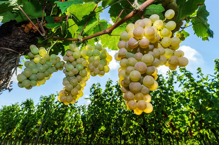 Grape Sun Muscat QLD ONLY (BARE ROOT)