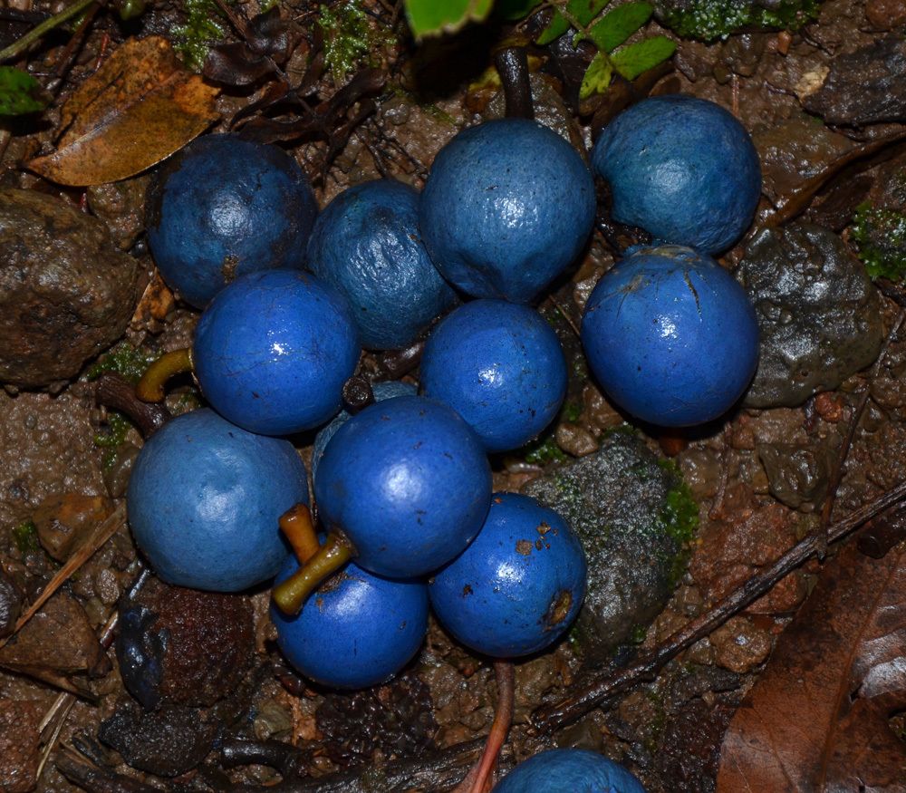 Blue Quandong