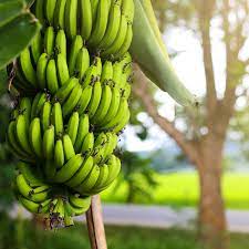 Banana Cavendish 90mm (QLD ONLY)
