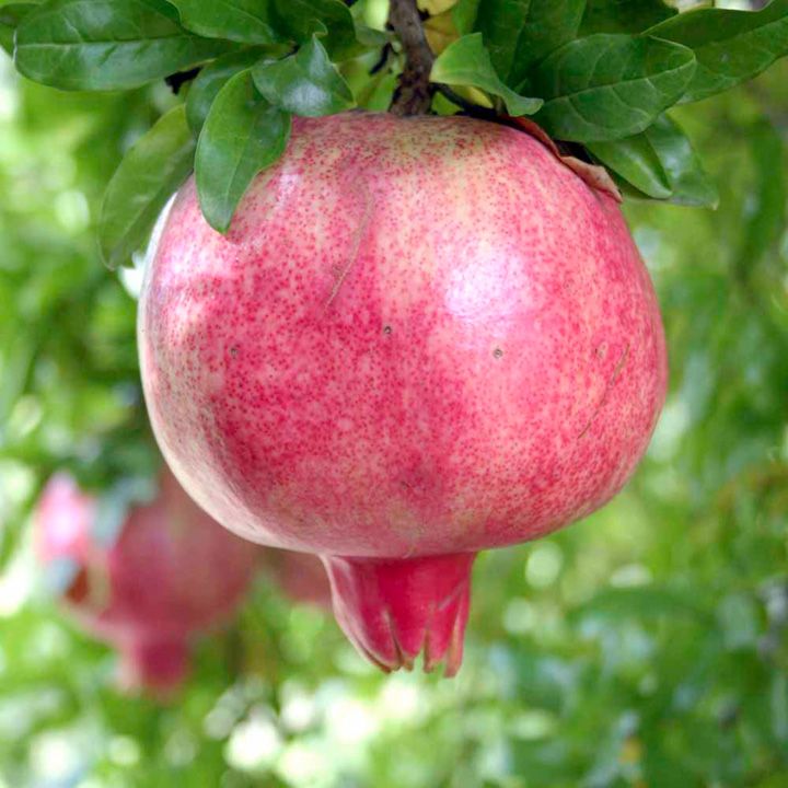 Pomegranate - Cypress hill 140mm