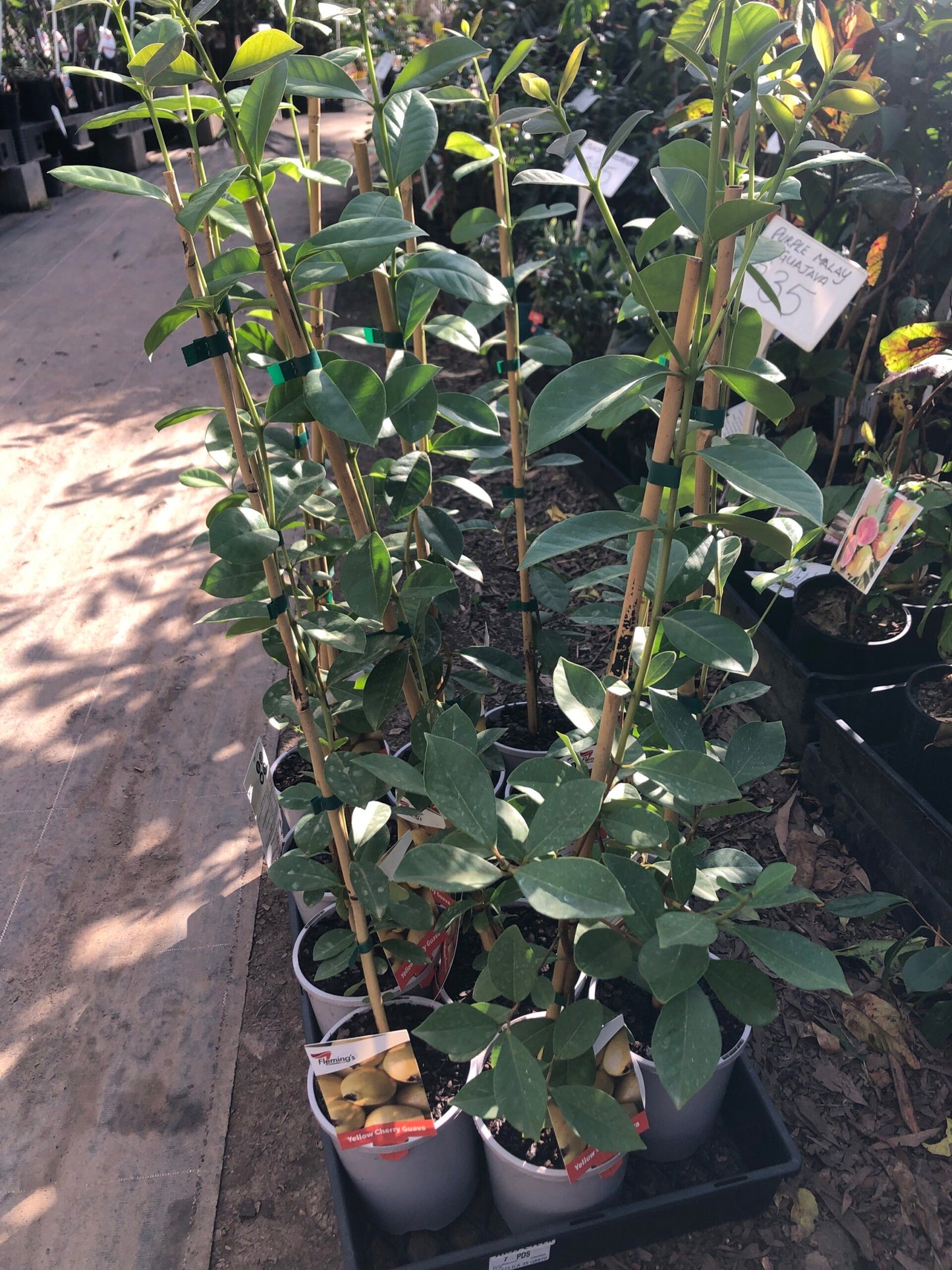 Guava Yellow Cherry - 140mm