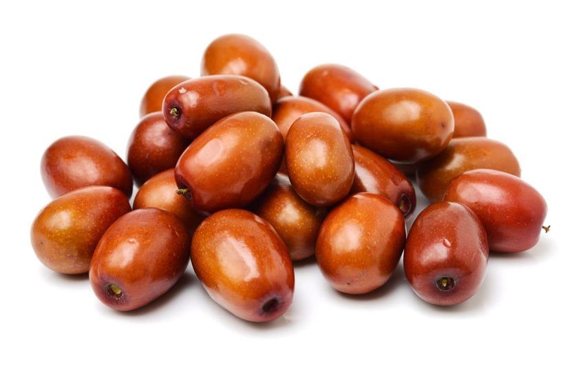 Jujube - GA866 - Large