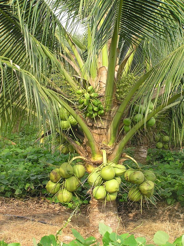 pygmy coconut palm Dwarf Coconut - Malay Green