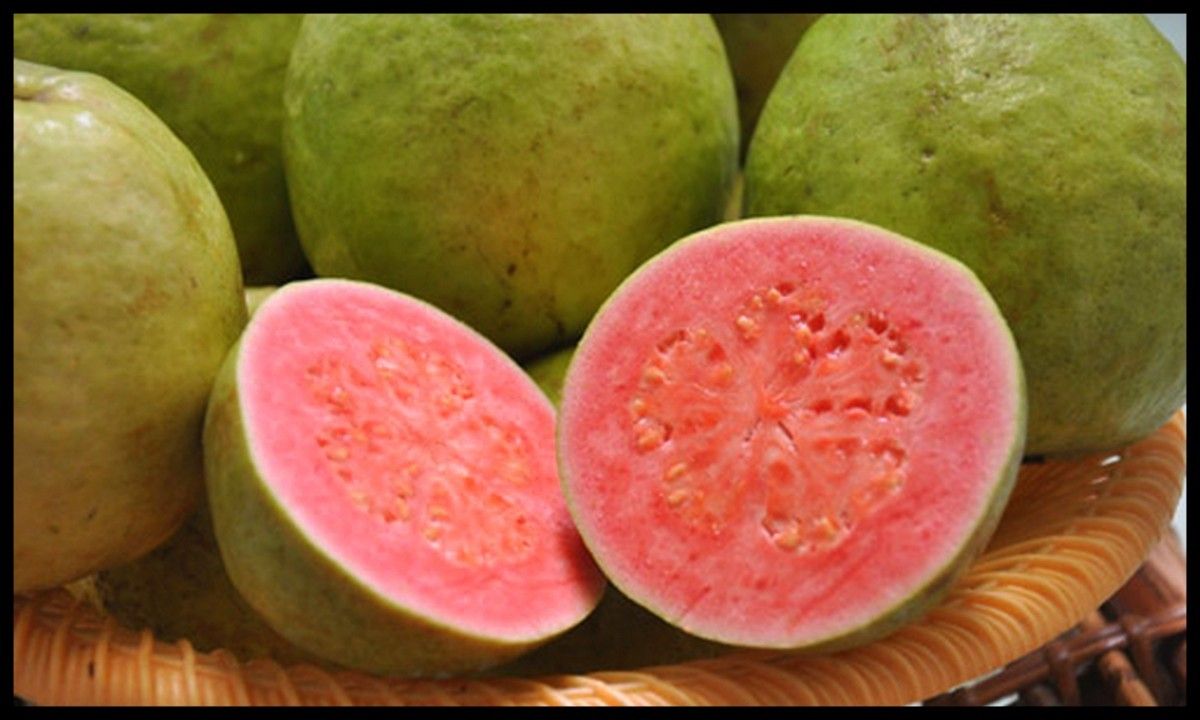 Guava Hawaiian 140mm