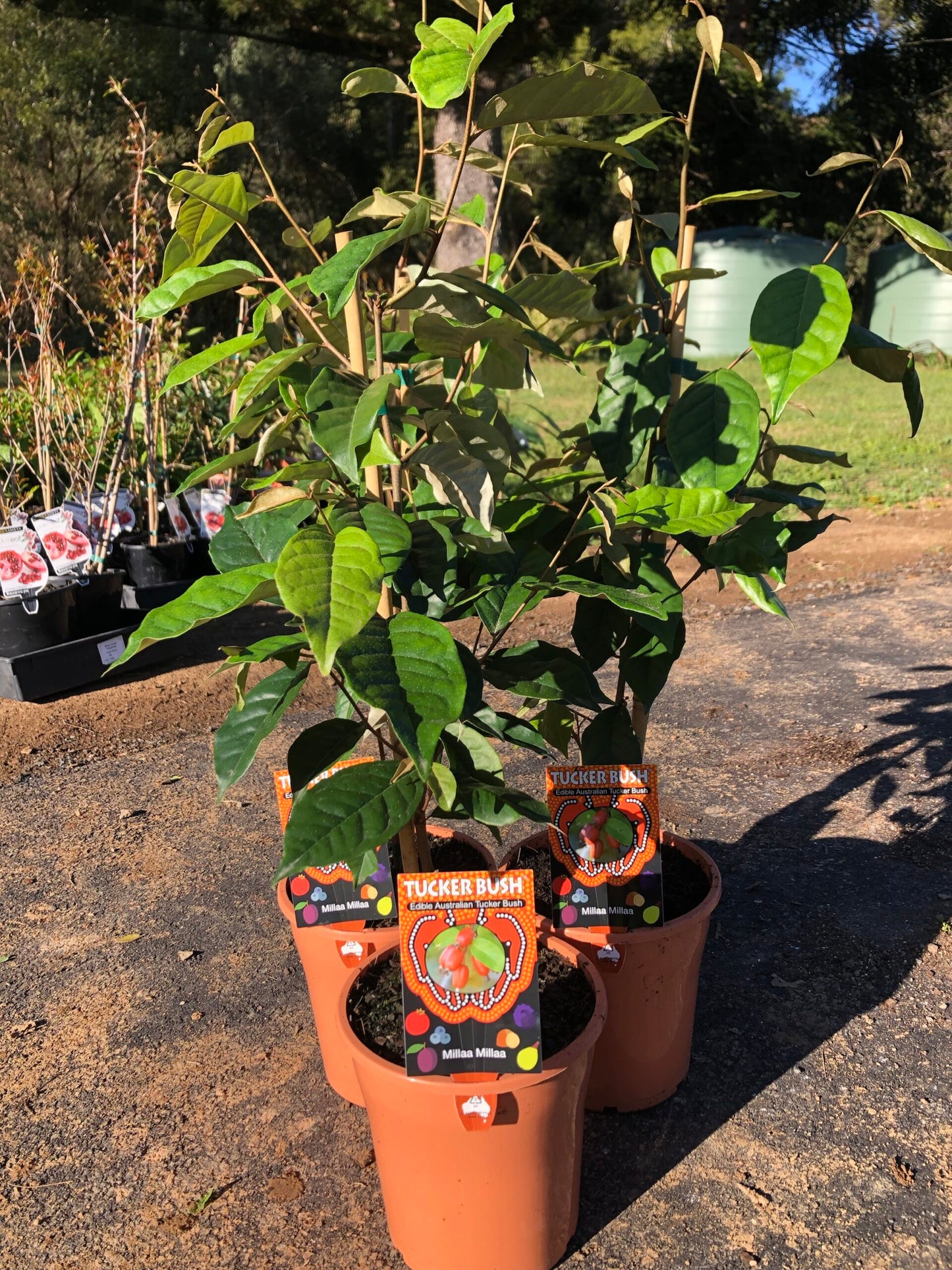 Millaa Millaa - Elaeagnus Triflora