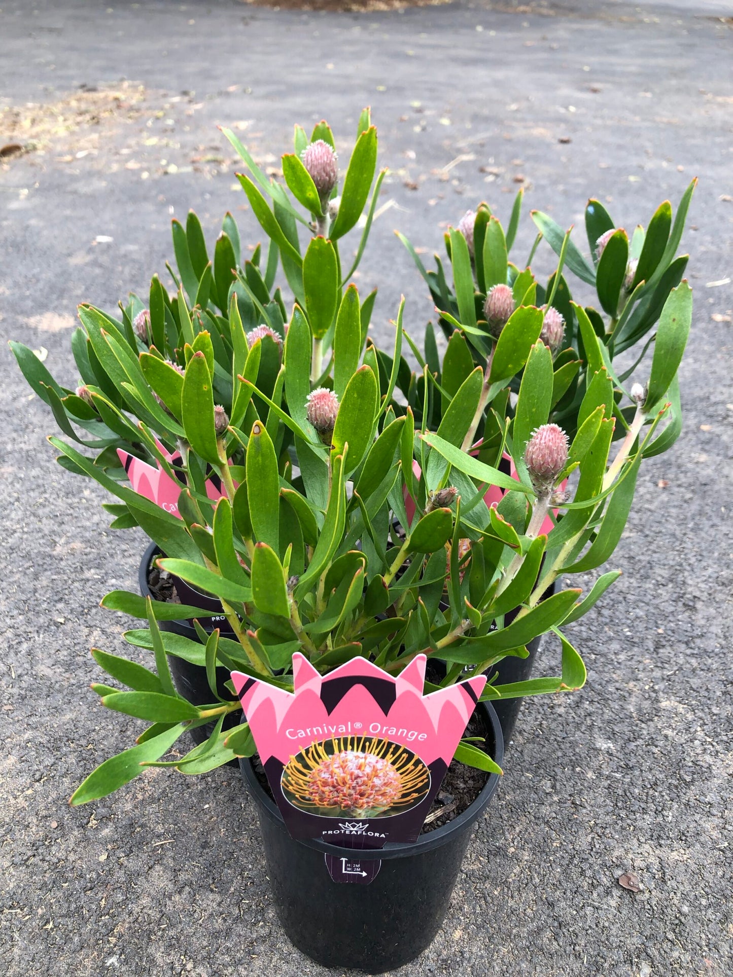 Leucospermum - Carnival Orange