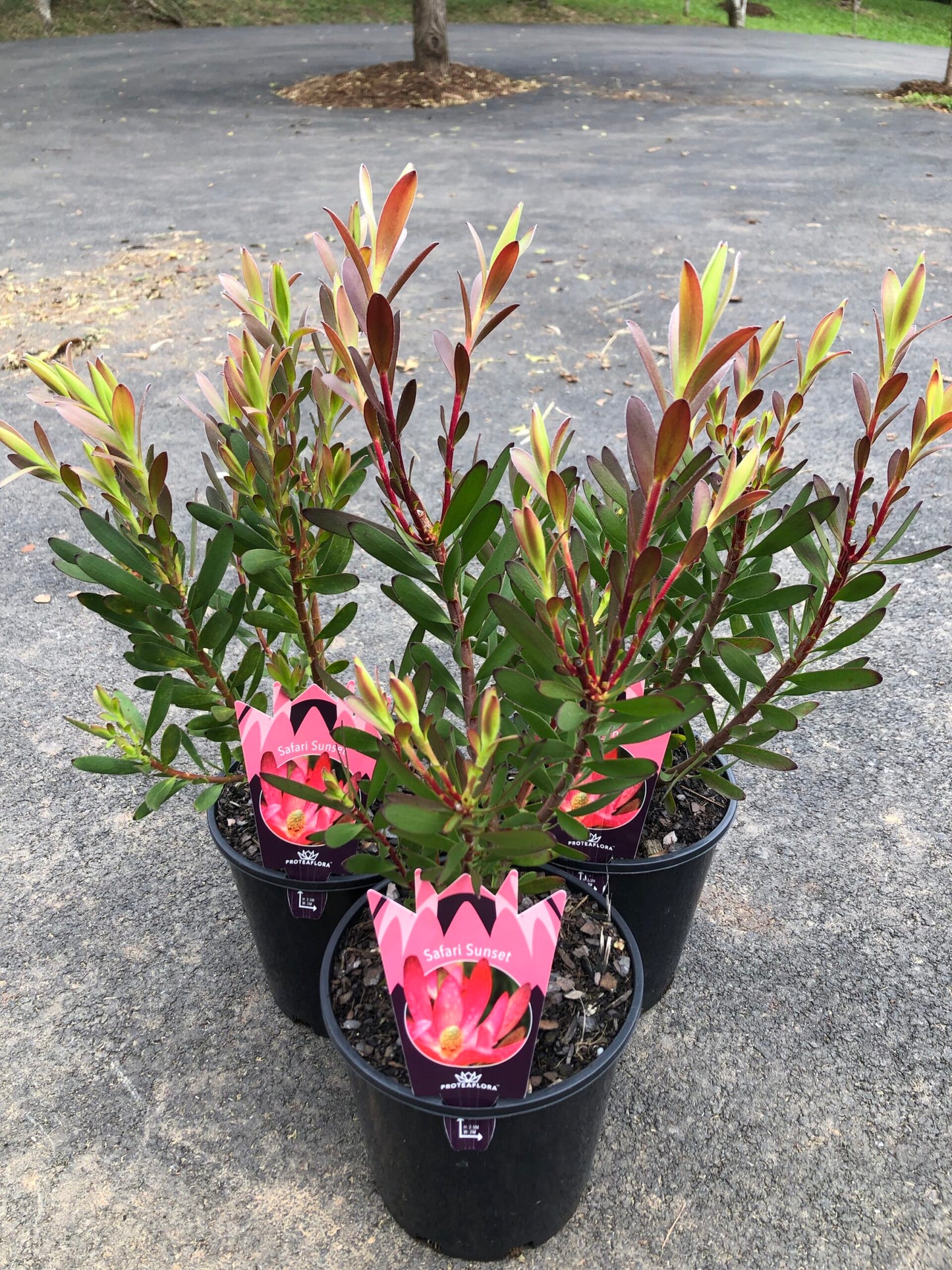 Leucadendron - Safari Sunset