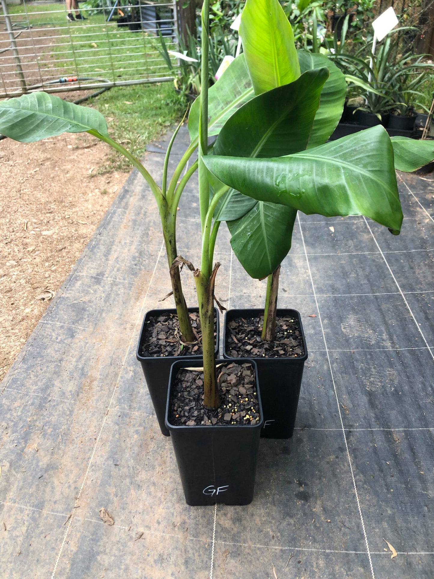 Banana Gold Finger 4l (QLD ONLY)