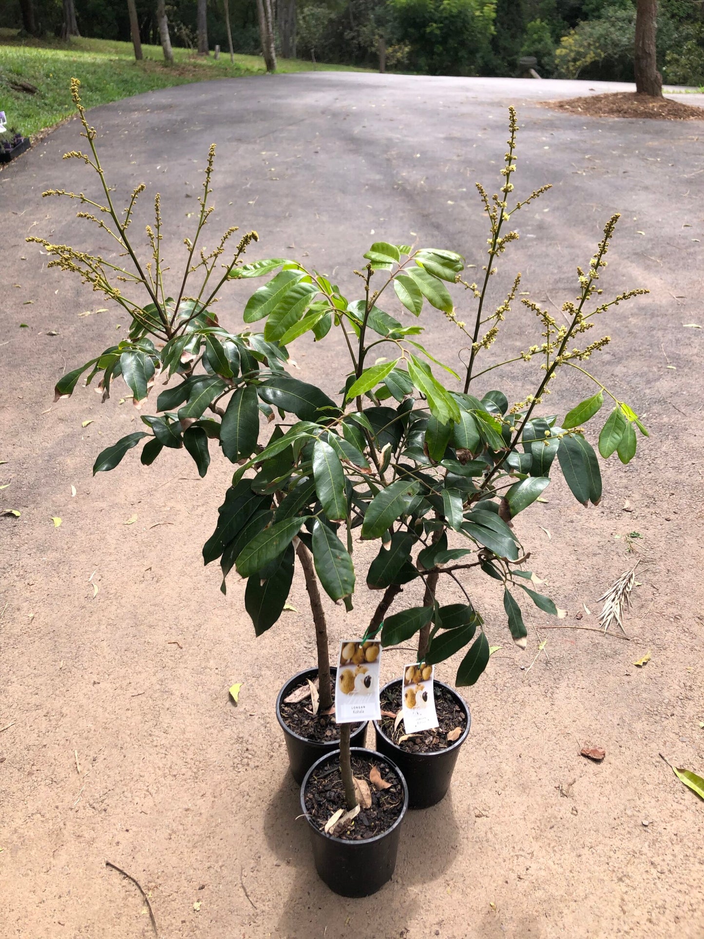 Longan - Kohala