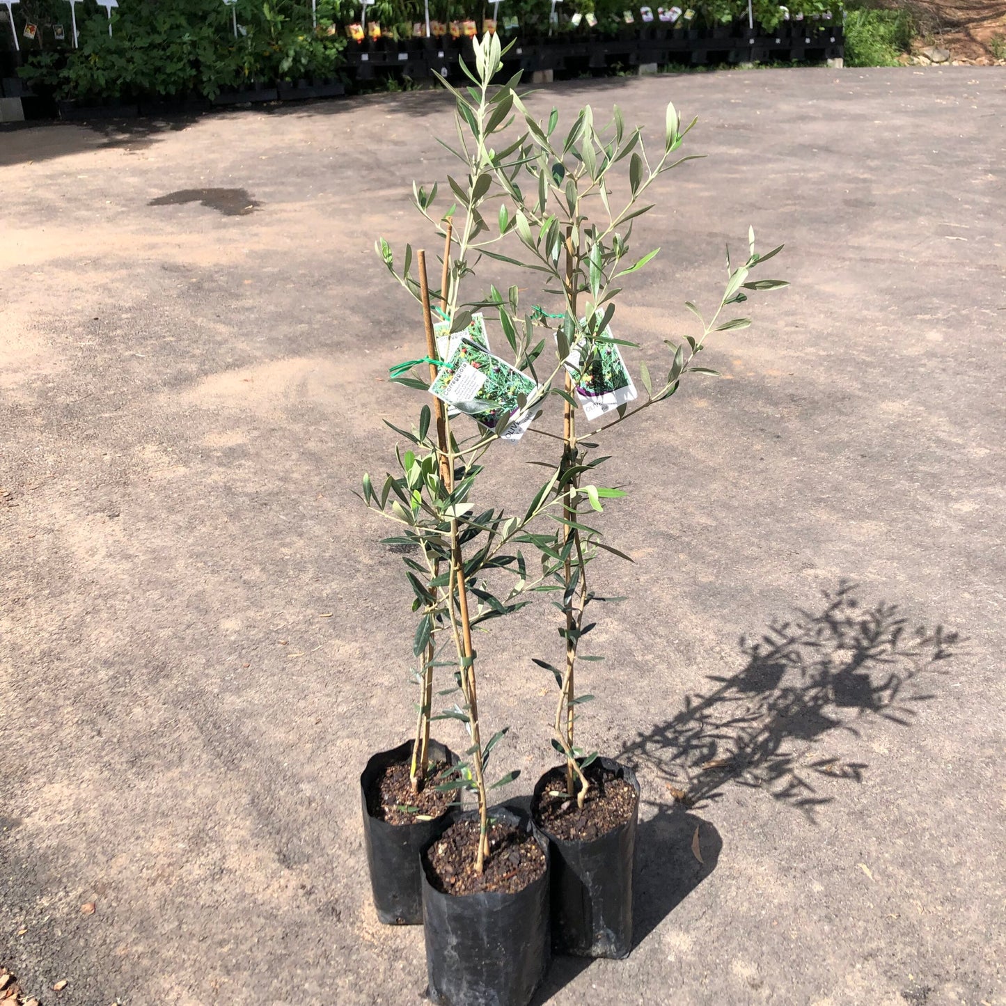 Olive Correggiola/Paragon Large