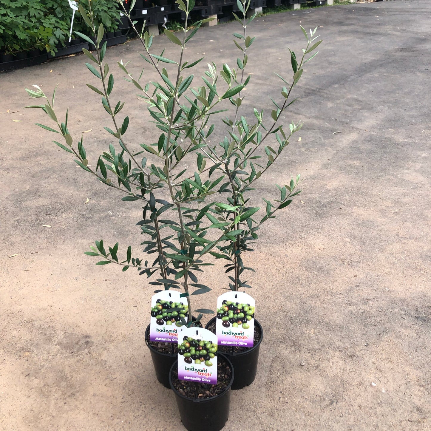 Olive Manzanillo Large