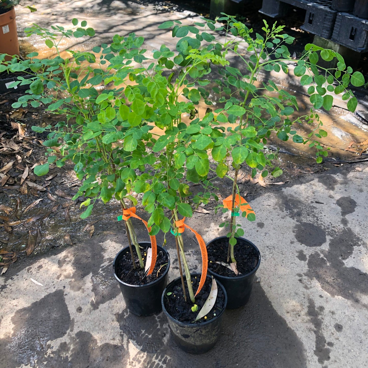 Moringa - Horseradish tree