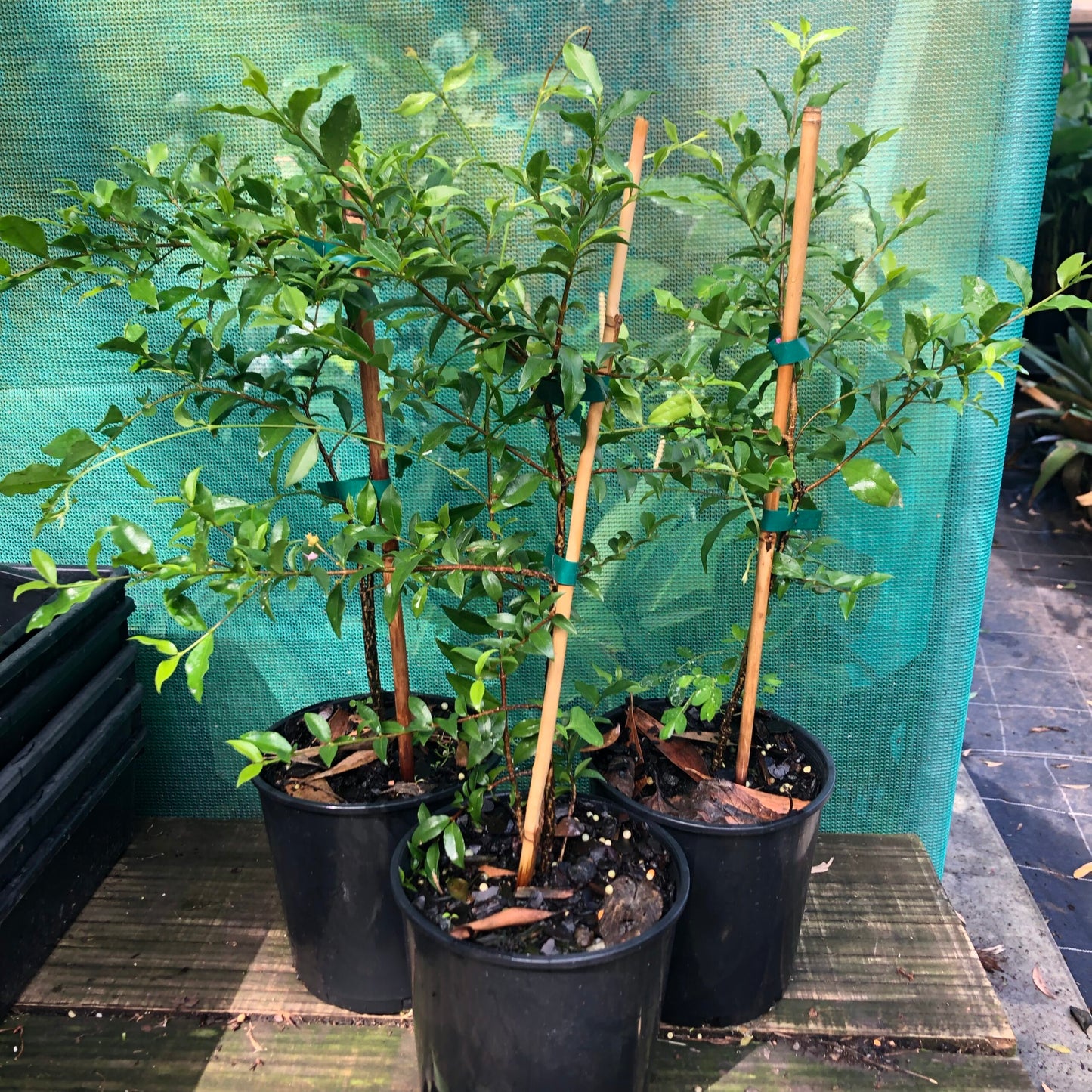 Acerola Cherry - Dwarf