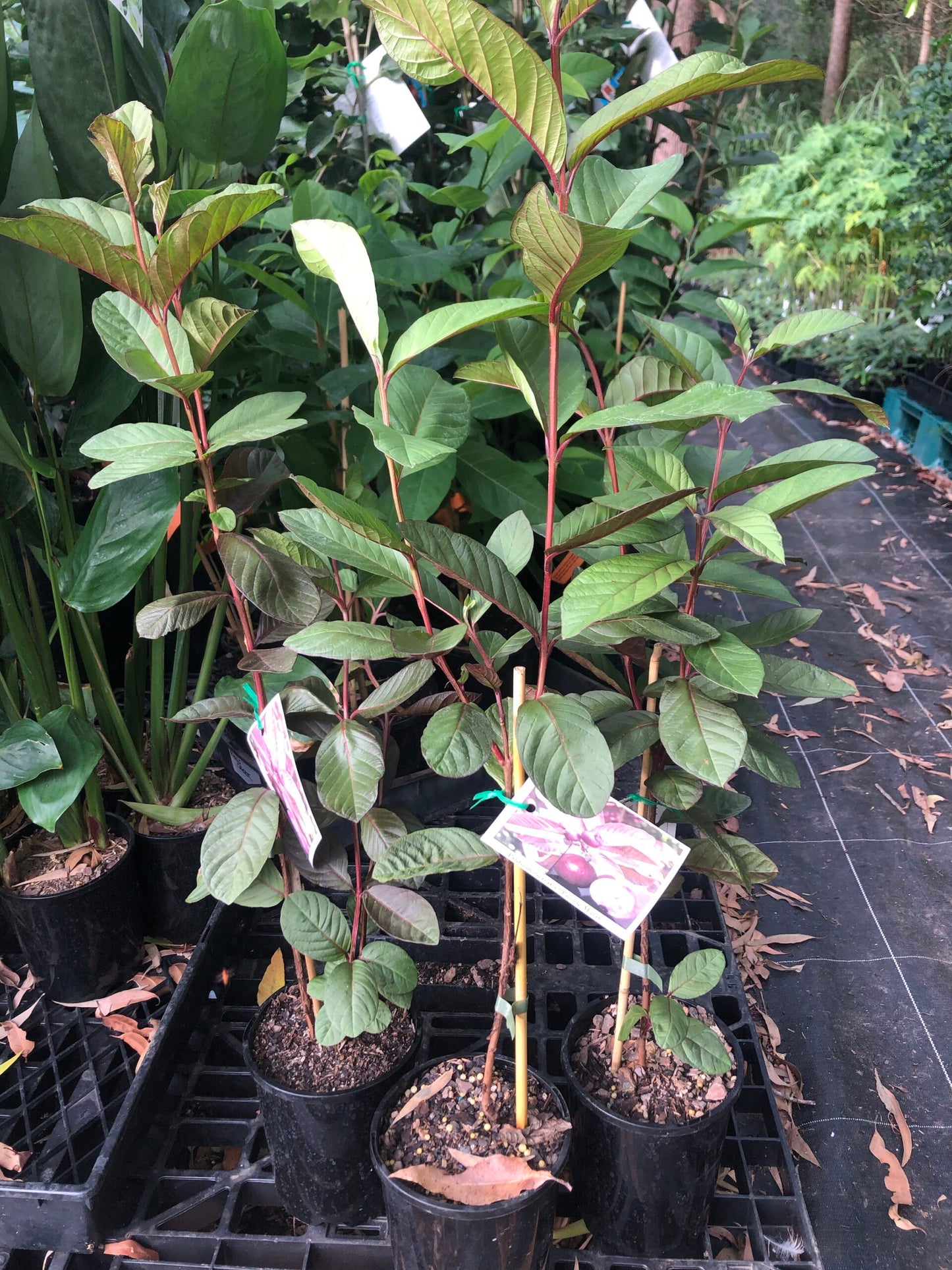 Guava Purple Malay