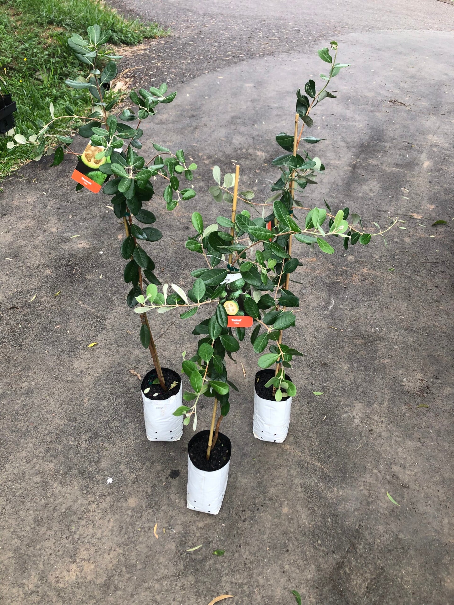 Feijoa Mammoth 5l