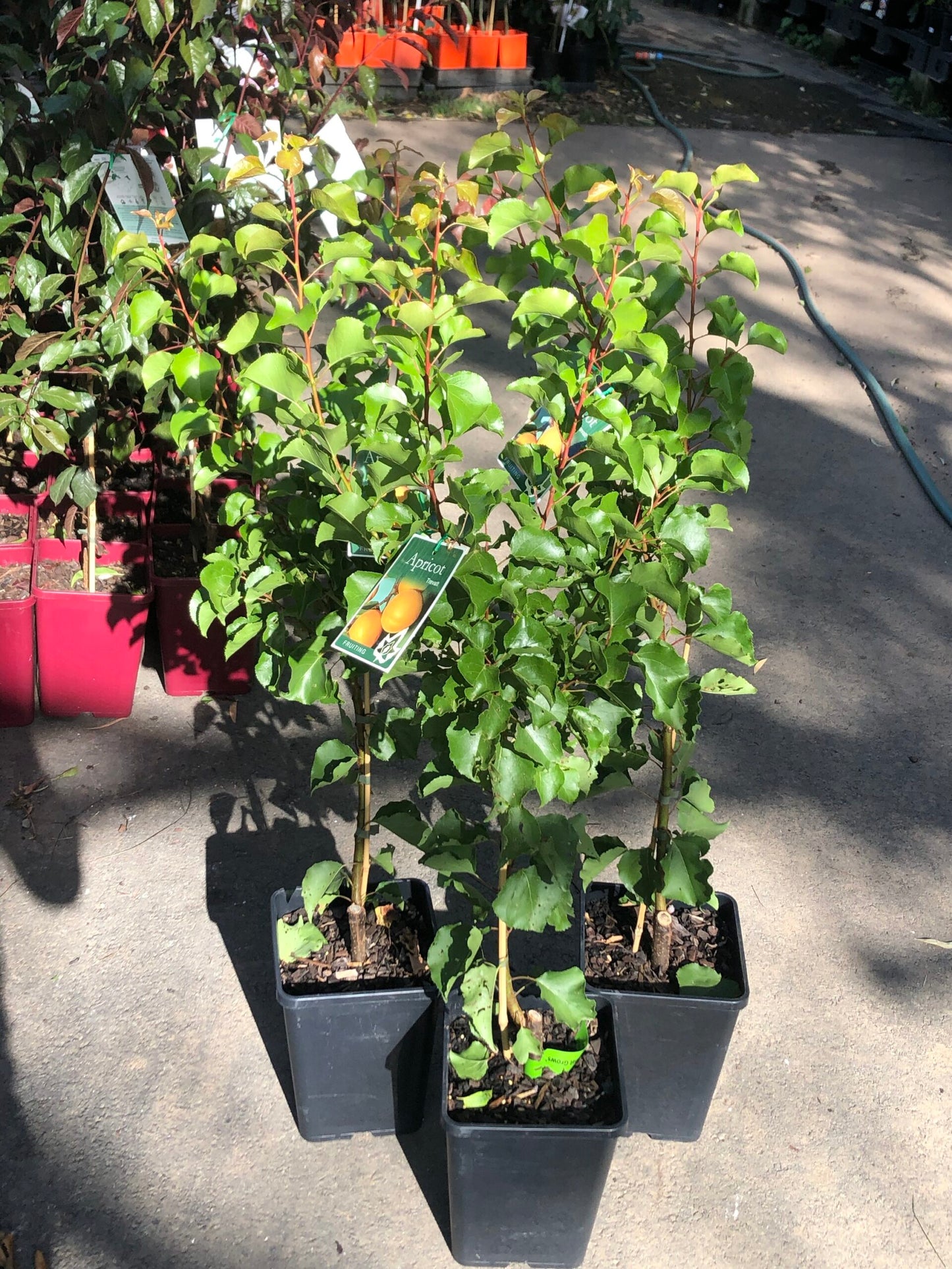 Apricot - Trevatt Dwarf